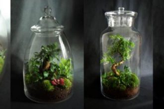 terrarium1 330x220 - Faire soi même un terrarium végétal